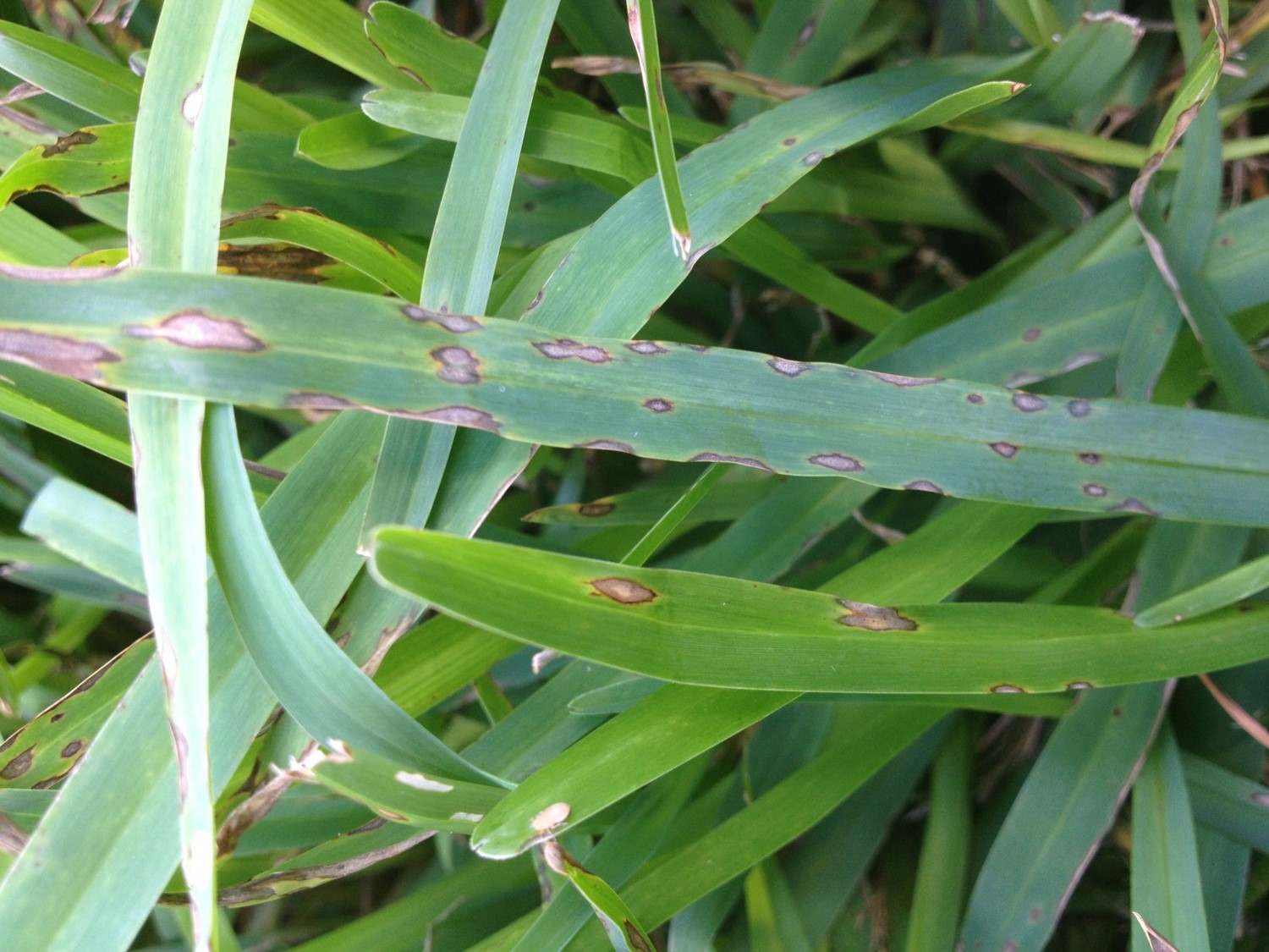 Gray Leaf Spot on St Augustinegrassjpg